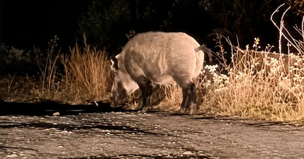 Uno de los animales que transitó por el sector donde juegan niños.