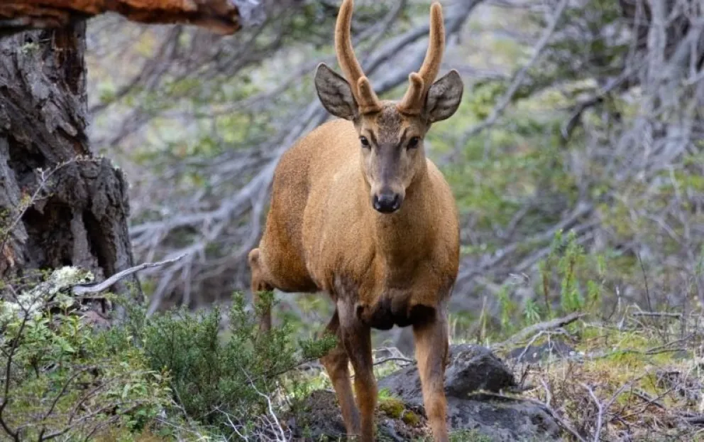 El evento se realiza en el marco del Día Internacional del Huemul. Foto: Parque Nacional Lanín.