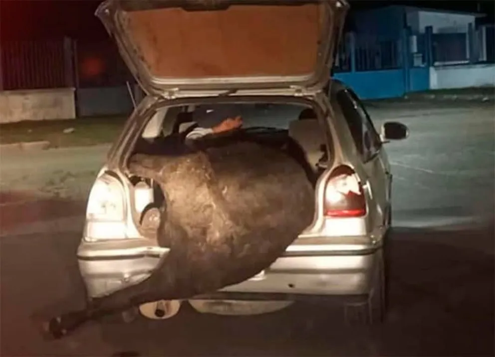 Allanaron la casa y encontraron el animal robado faenado en la heladera. 