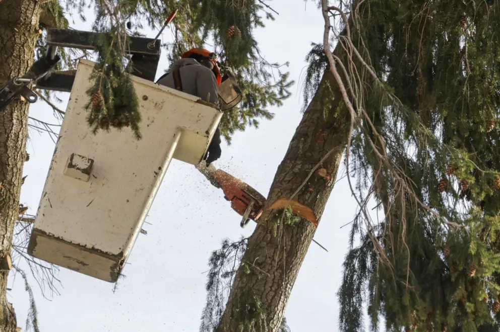 Uno de los trabajos que se realizaron en la costanera de la ciudad: Fotos Euge Neme 