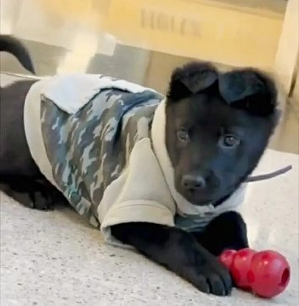 "Tara" en pleno entrenamiento en el aeropuerto de la ciudad. 