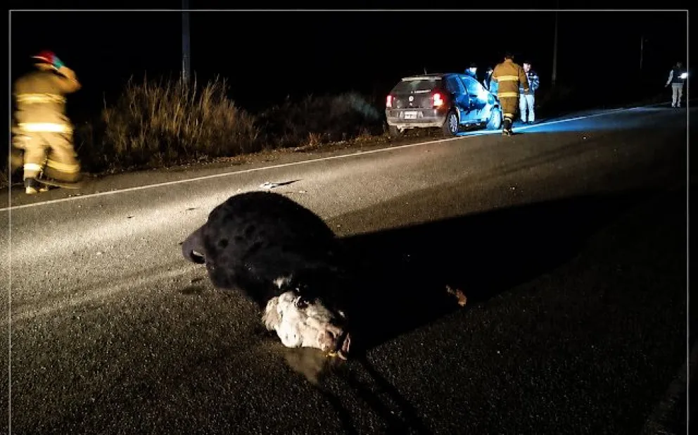 No hubo heridos de gravedad, pero el hecho volvió a poner en alerta por los incidentes con ganado suelto. Foto: Noticias del Bolsón