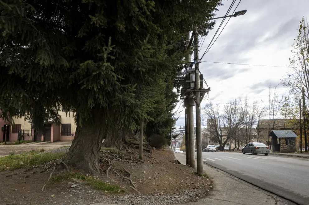 El operativo tala de pinos llega al Alto de Bariloche. Foto: Eugenia Neme