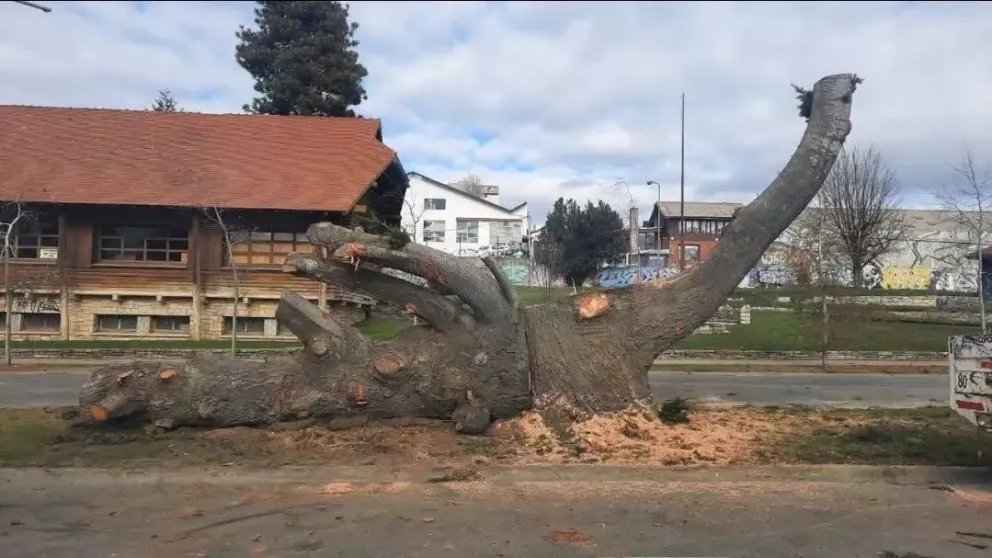 El Nahuelito será una de las figuras que serán talladas en los troncos de pinos en la zona del Ñireco. 