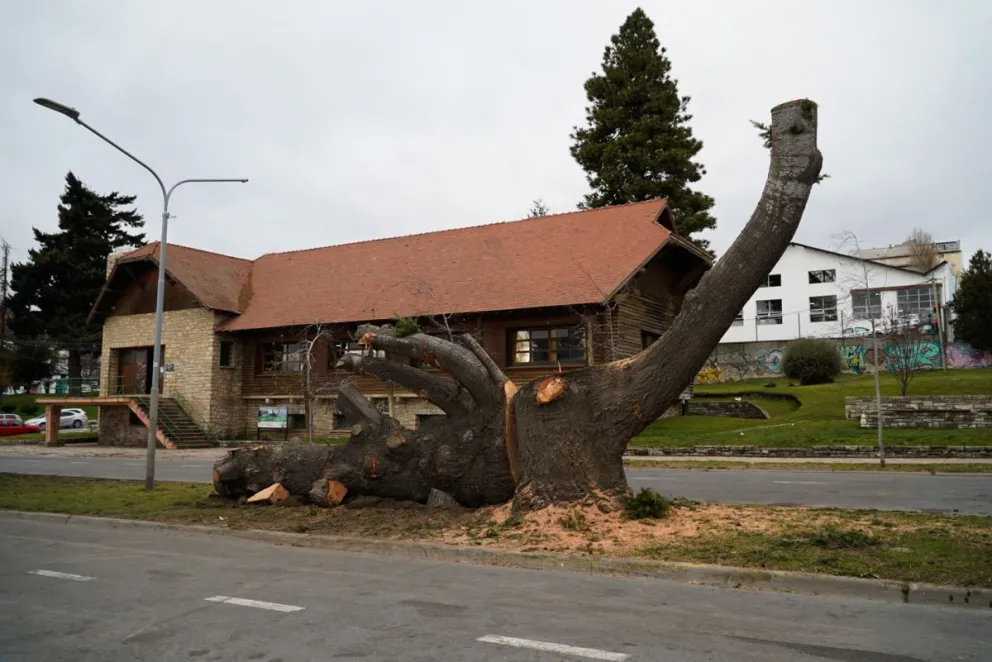 El Nahuelito será una de las figuras que serán talladas en los troncos de pinos en la zona del Ñireco. Foto de Facundo Pardo.