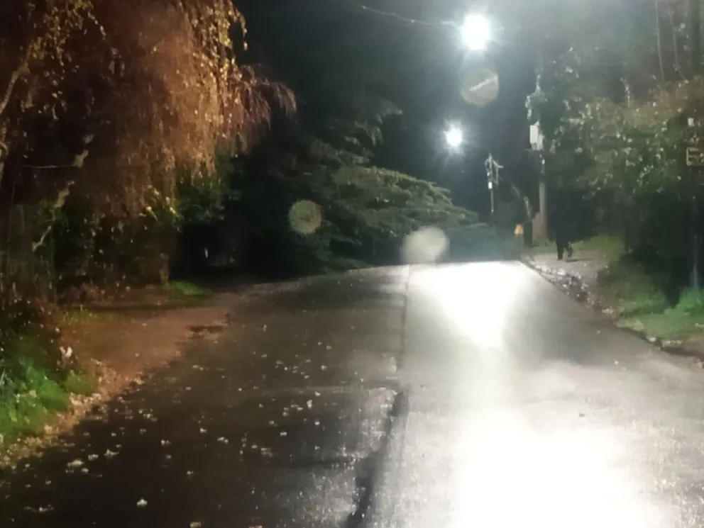 Fuertes ráfagas de viento provocaron la caída de un árbol en calle Furman. 