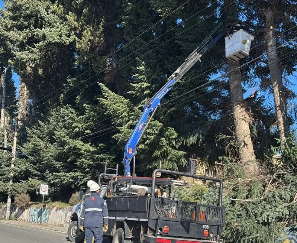 Tránsito cortad, suspensión del servicio eléctrico y enorme operativo de tala de pinos en el Alto de Bariloche. Foto: Eugenia Neme