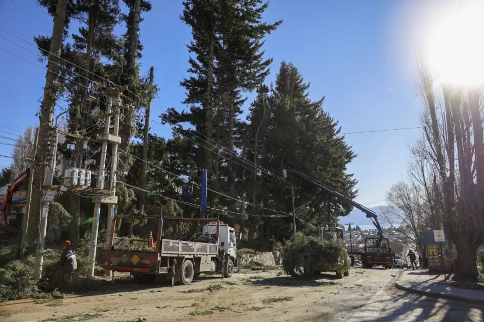 Tránsito cortado, suspensión del servicio eléctrico y enorme operativo de tala de pinos en el Alto de Bariloche. Fotos Eugenia Neme