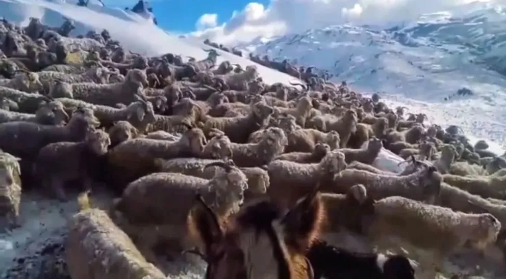 El reconocimiento del gobernador Weretilneck a través de un video donde se ven miles de ovejas. 

