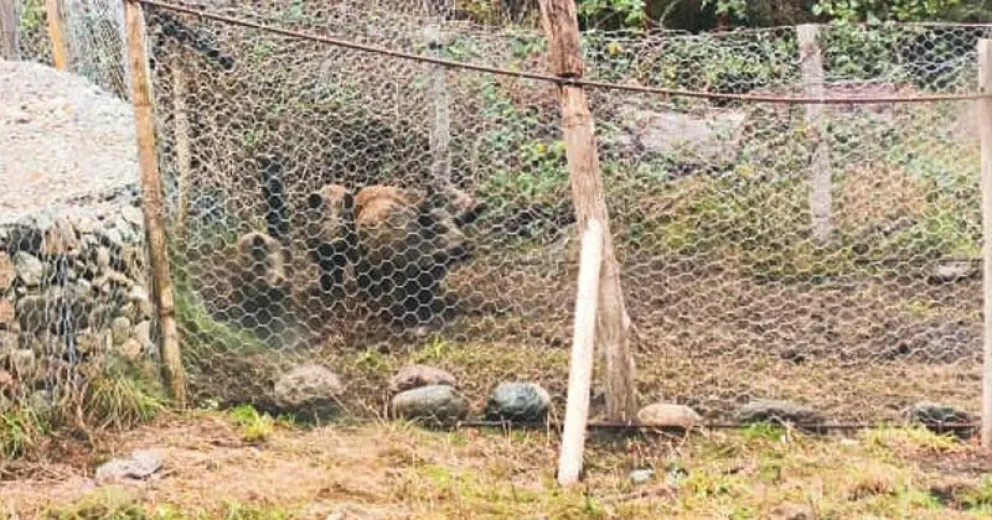 Los animales entraron a la jaula dispuesta en el lugar. 