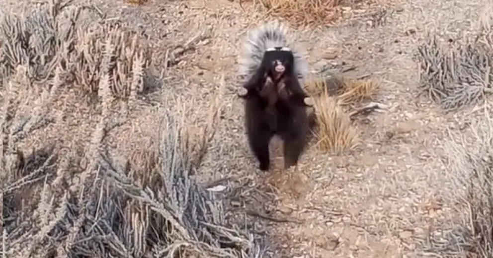 Lejos de salir corriendo, el animalito le hizo frente al hombre de campo y sus perros. 