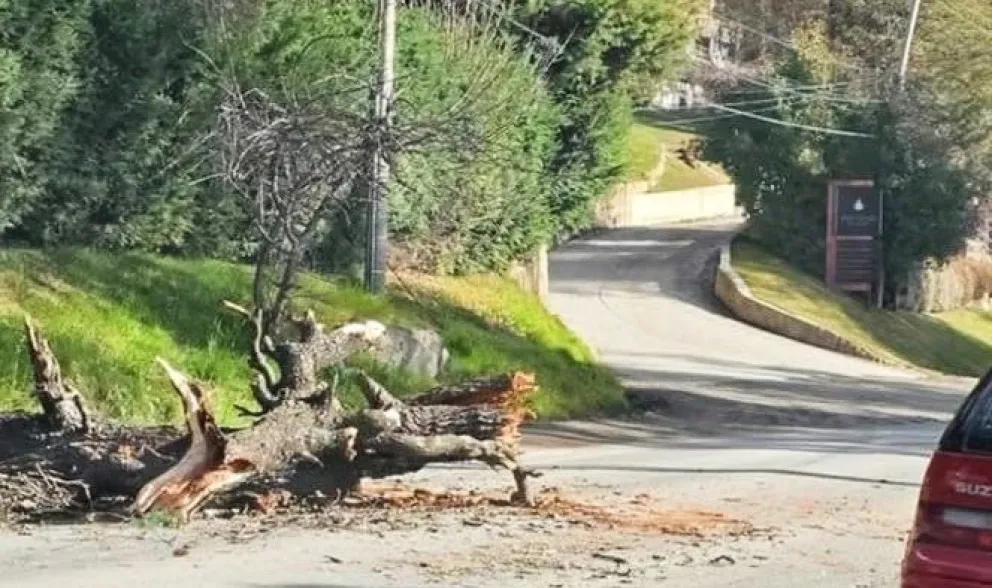 Un árbol de gran porte en la avenida bustillo.