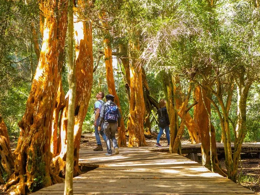 Sendero Arrayanes en el Parque Municipal Llao Llao , una opción accesible para conectar con el entorno natural. Foto barilochetrekking.com