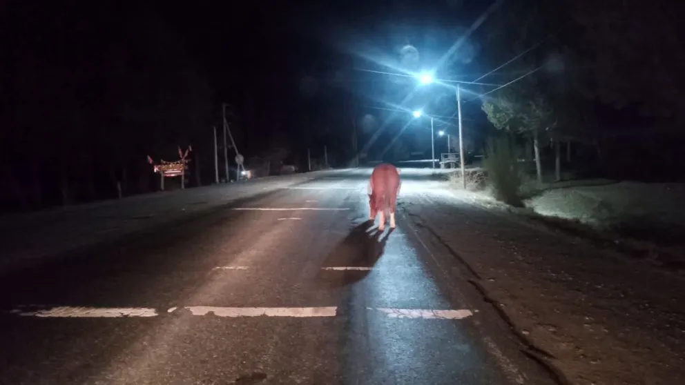 Los animales sueltos sobre la calzada representan un peligro para los conductores.