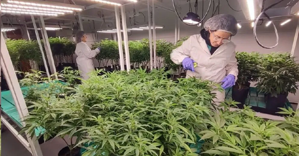 Sala de cultivo en INTA Bariloche. 