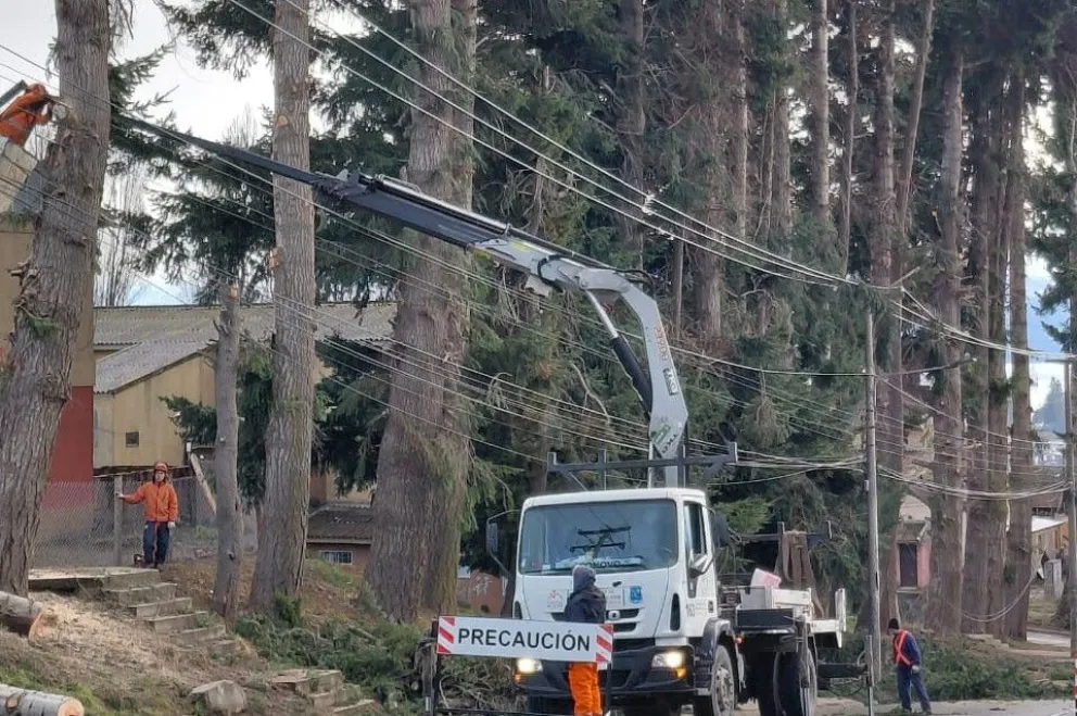 Desde la Secretaría de Servicios Públicos avanzan con los trabajos de tala de pinos en el Alto de Bariloche.