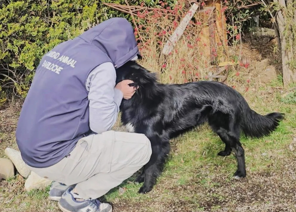 Desde el Área de Sanidad Animal señalaron que el Programa de Adopciones continúa creciendo gracias al compromiso de los vecinos.