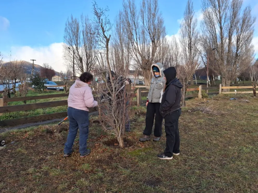  El trabajo se realiza de manera conjunta entre personal municipal de Parques y Jardines y trabajadores de la Cooperativa Jóvenes por Bariloche.