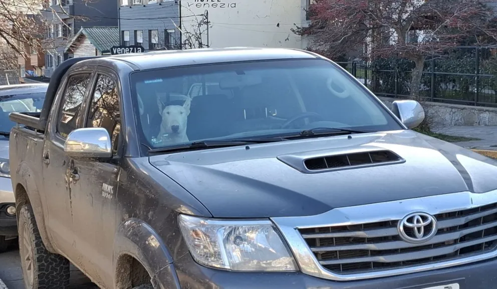 El animal se encontraba encerrado en el rodado. 