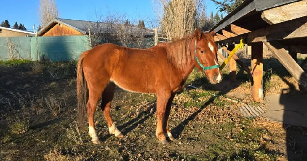 Apelan a la atención de la comunidad para evitar que los animales estén sueltos en la vía pública.