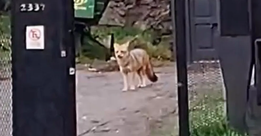 La presencia de estos animales en zonas urbanas puede darse cuando buscan alimento