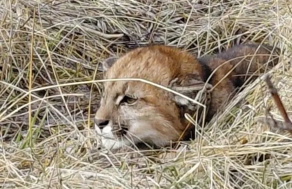 El puma fue trasladado hasta una zona de montaña, donde finalmente recuperó la libertad.