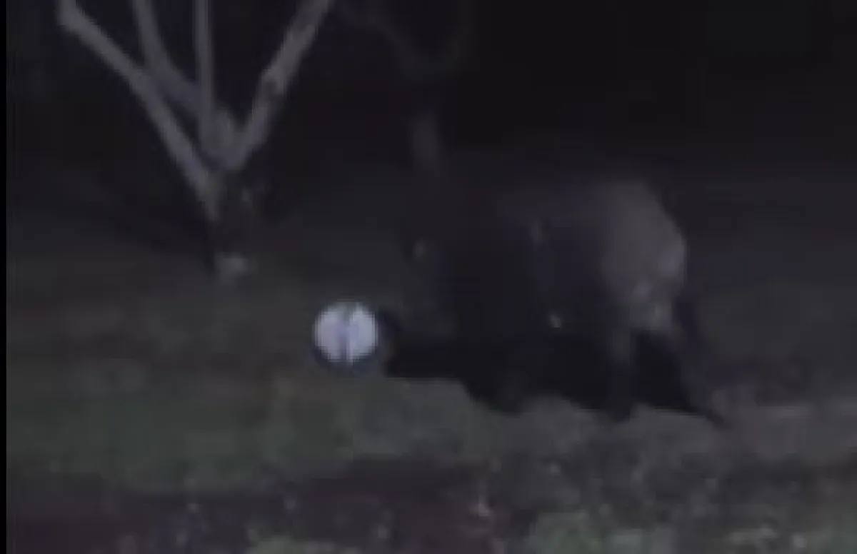 ¿Lo convoca Scaloni?: grabaron a un enorme jabalí en el patio de su casa jugando a la pelota