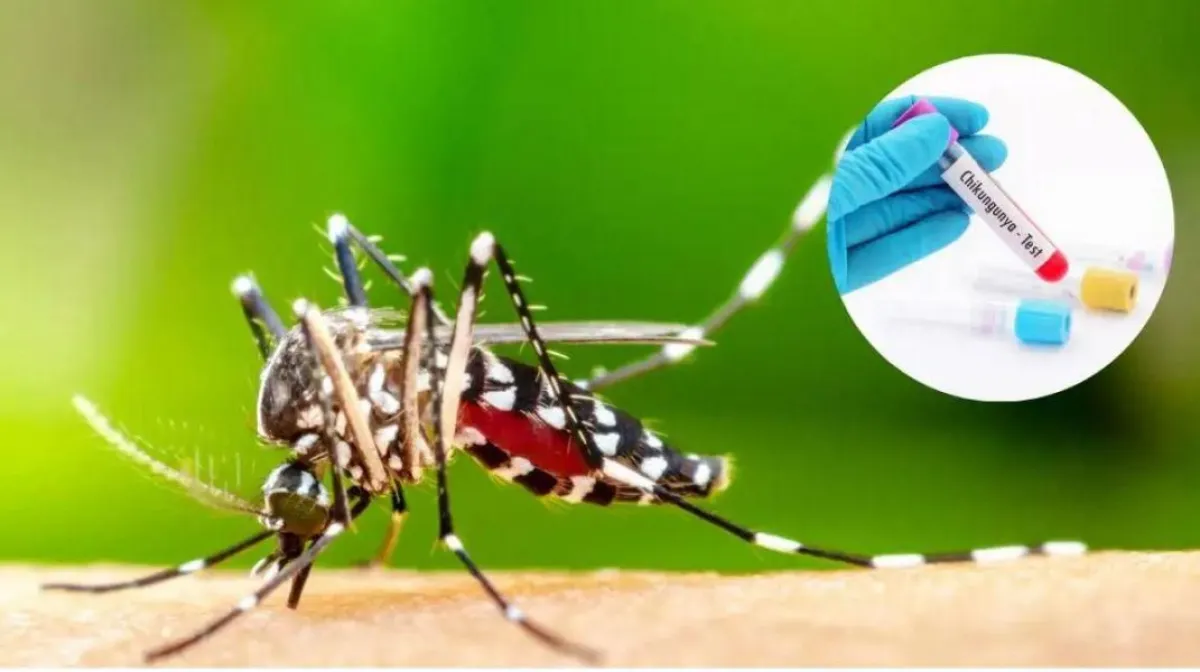 Crecen los casos de chikungunya en Argentina: hay 51 nuevos contagios