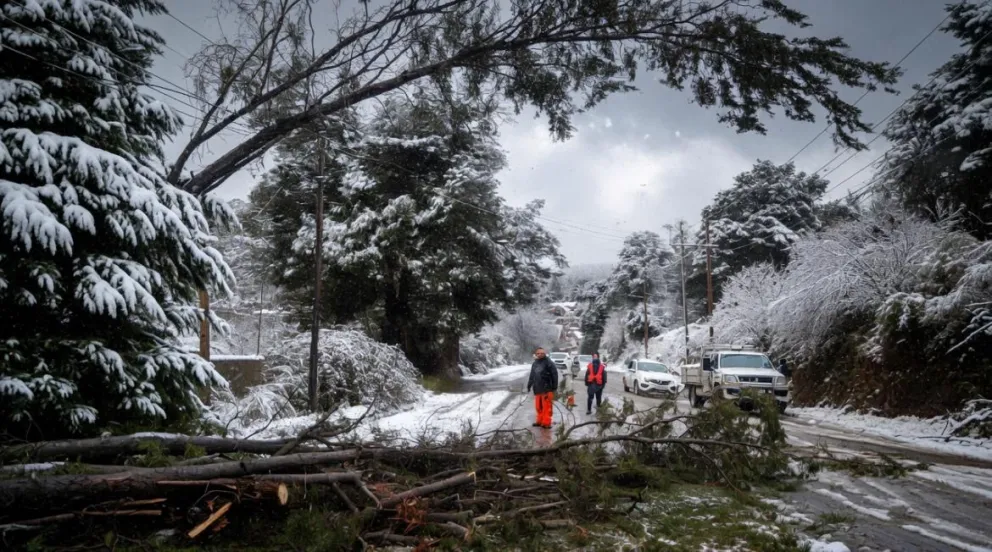 El árbol caído interrumpió el tránsito momentaneamente sobre Bustillo. 