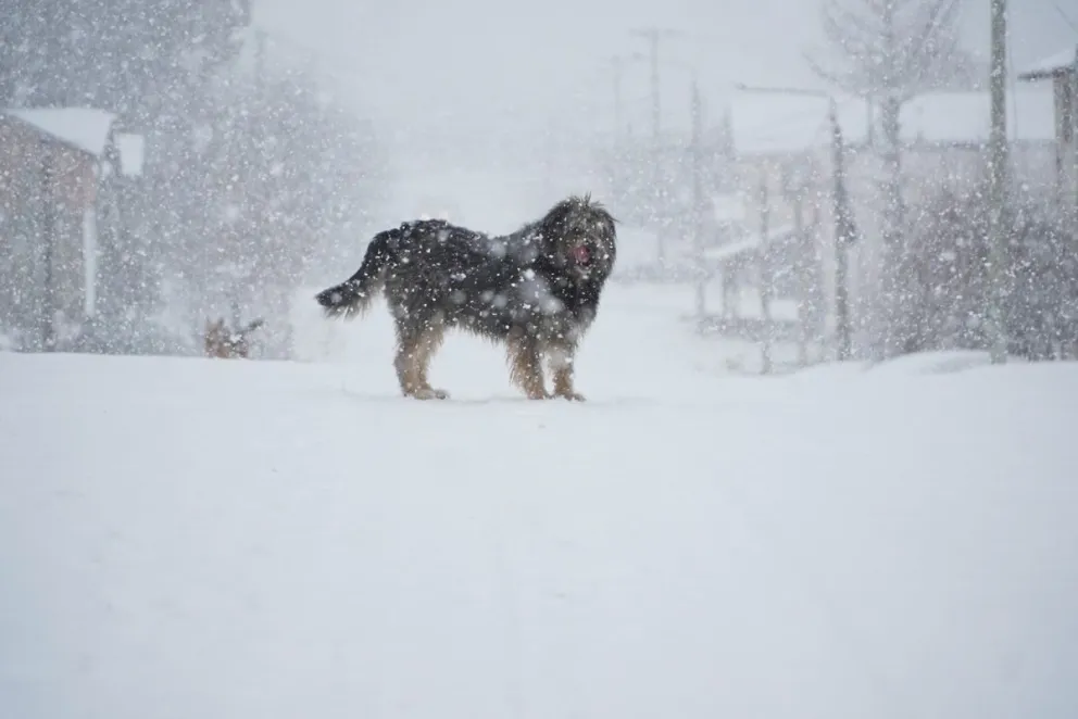 Anuncian nevadas de hasta 40 cm en zonas cordilleranas. Foto: Facundo Pardo.