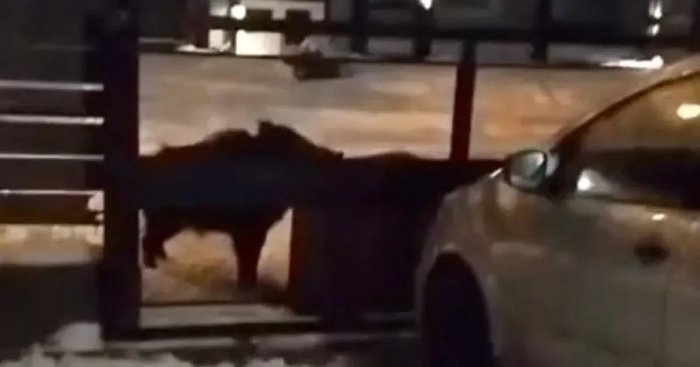 El animal no se detuvo hasta romper el cesto de residuos.