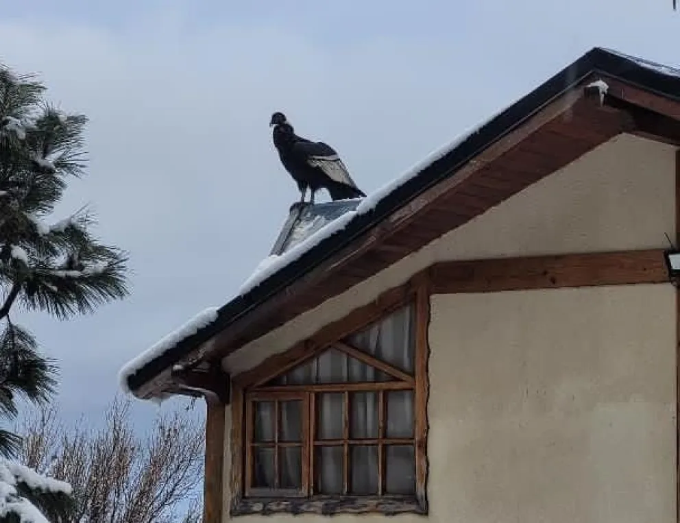 Hermosa postal de un cóndor visitando a una familia del este de Bariloche.