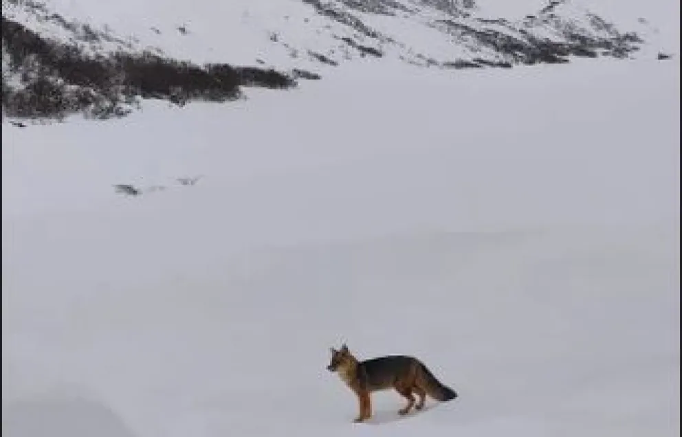 Un hermoso zorrito pasó por el Refugio Frey. Foto: Instagram Refugio Frey.