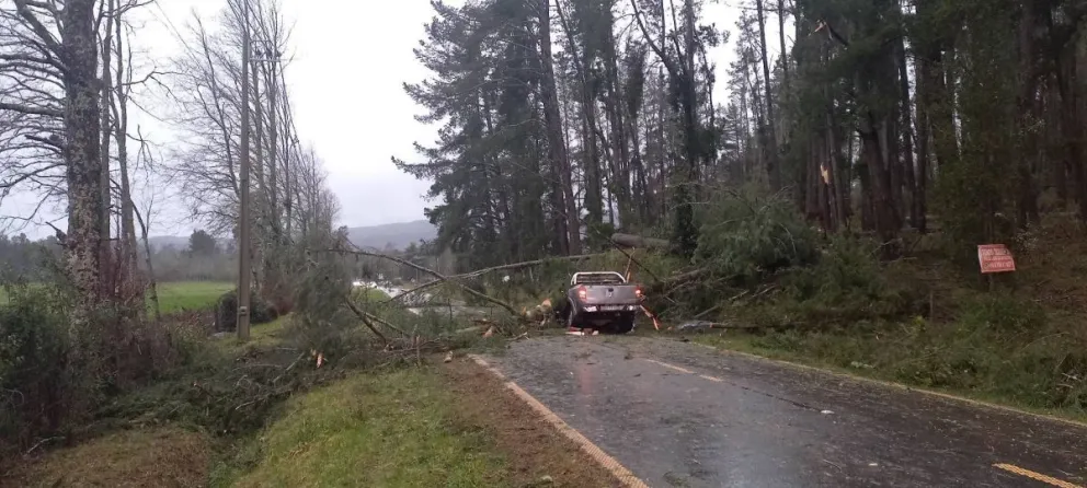 El vehículo fue impactado por un árbol. 