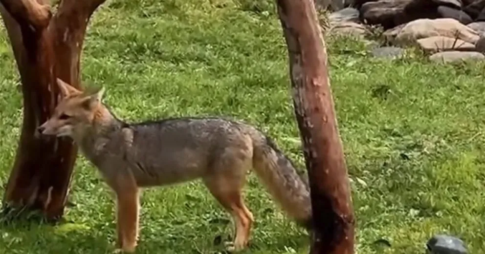 El animal se entretuvo durante largo tiempo. Imagen de captura del video.