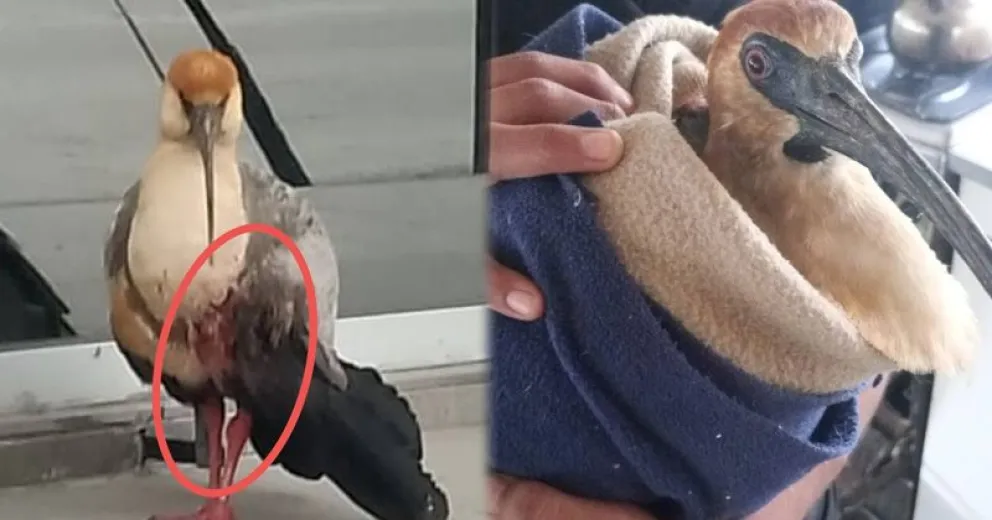 De estar herida en la calle, a encontrar un hogar. 