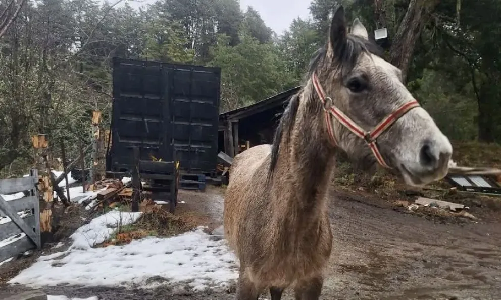 Los animales sueltos en la vía pública representan un peligro. 