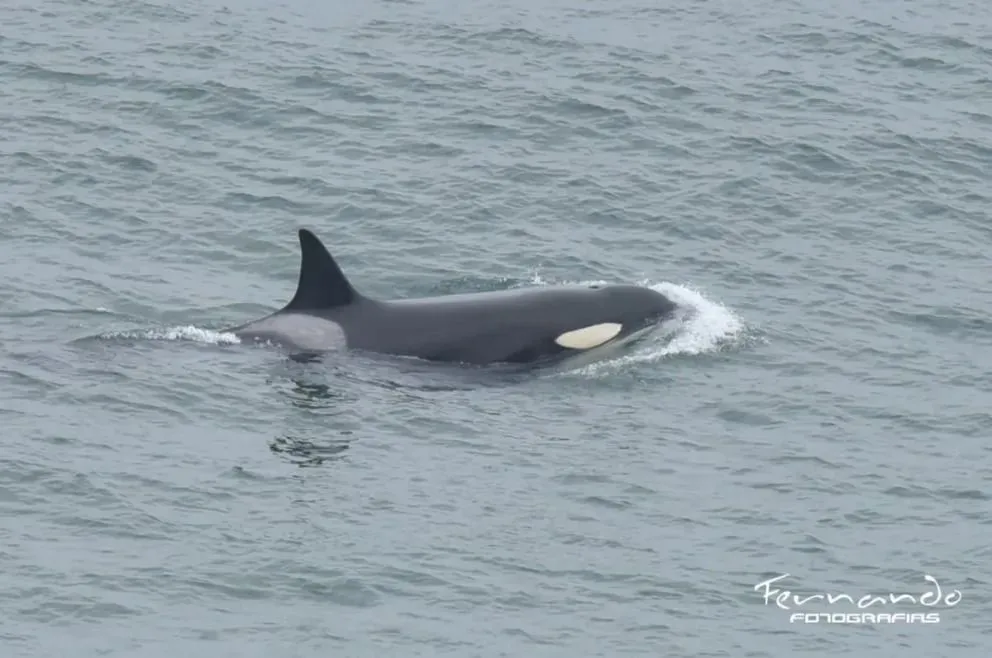 La orca, identificada por Península Valdés Orca Research (PVOR), fue registrada el 31 de julio junto a Aiken y Piqui. Foto: Gentileza de Fernando Mariño para NoticiasNet.