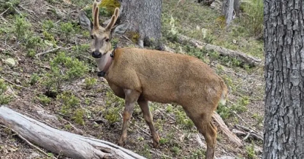 Newenche cuenta con un collar transmisor, gracias al seguimiento se ha podido conocer el recorrido que realiza entre Chile y Argentina.