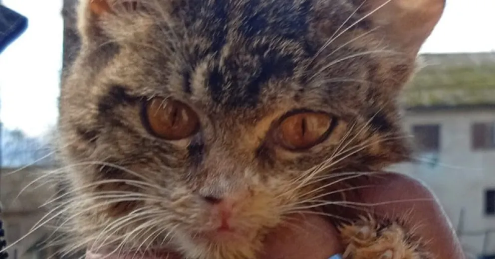 Esta gatita de 9 meses, tiene problemas neurológicos irreversibles y necesita muchos cuidados. Uno de los tantos casos que Grays con paciencia y amor, contiene. 