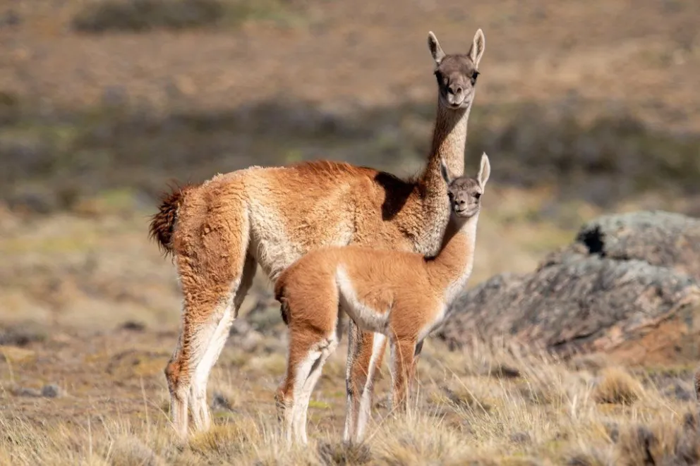 La brigada detectó los guanacos en la camioneta de las dos personas de Maquinchao. 