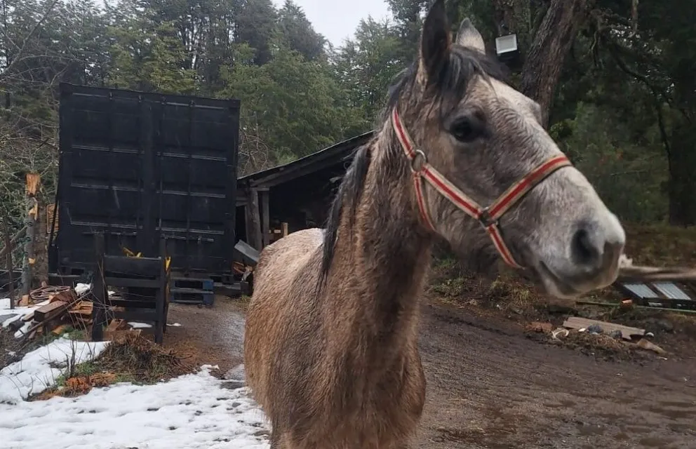 Uno de los caballos secuestrados días atrás. 
