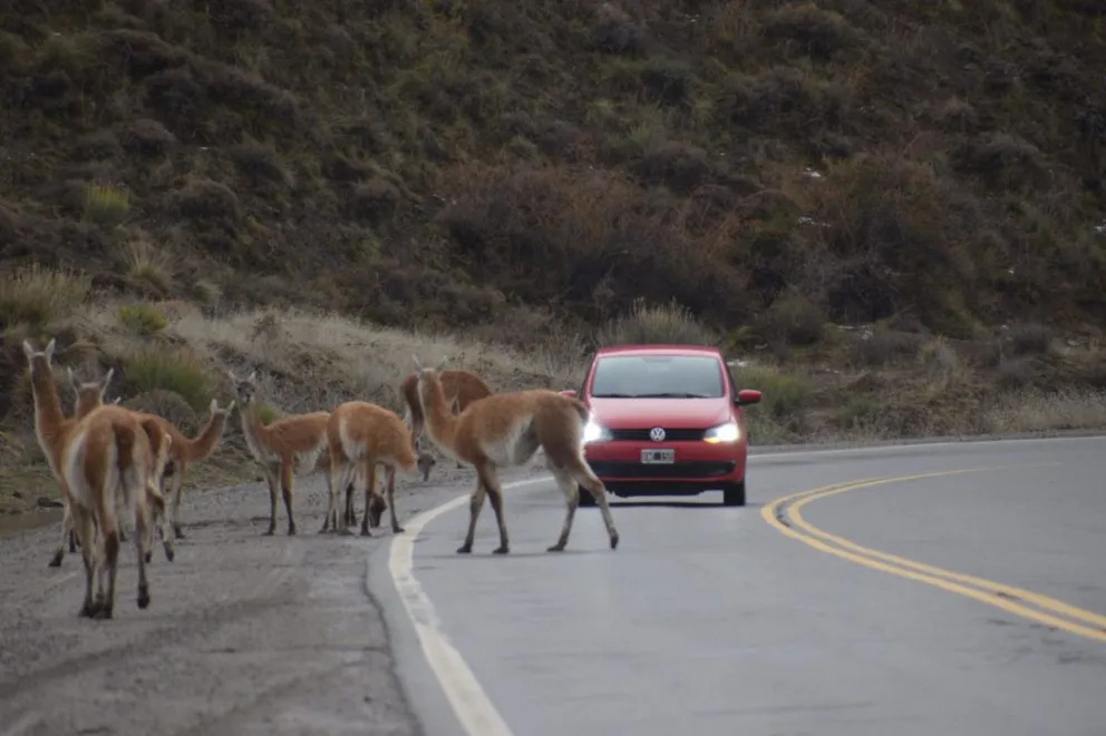 Conducir con extrema atención para evitar accidentes y muerte de fauna silvestre.