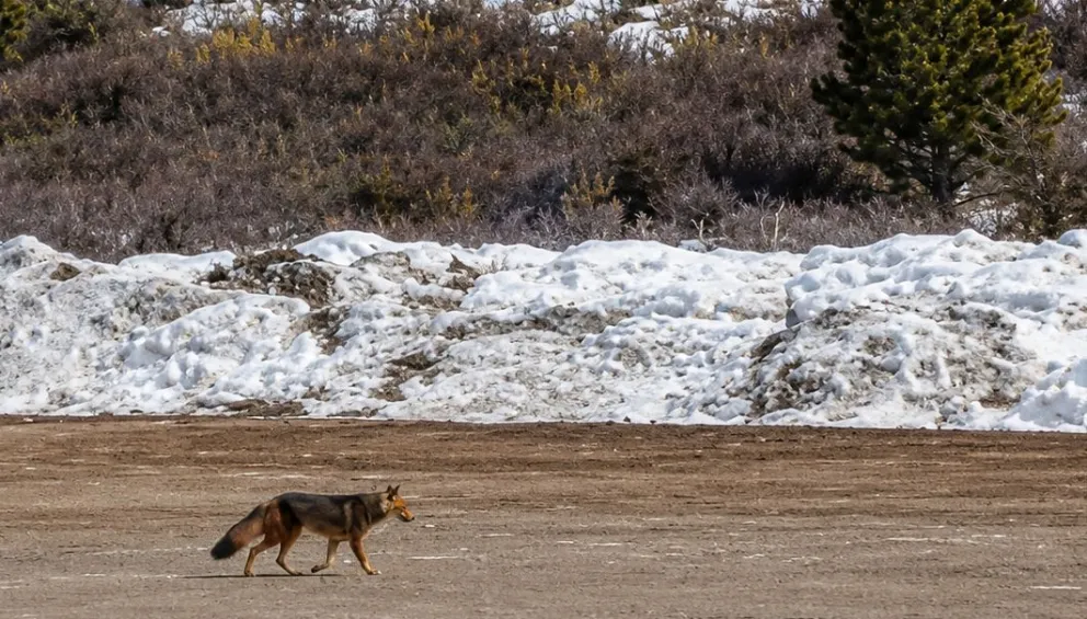 Un zorrito de montaña “se paseó” por la base del Cerro Catedral.