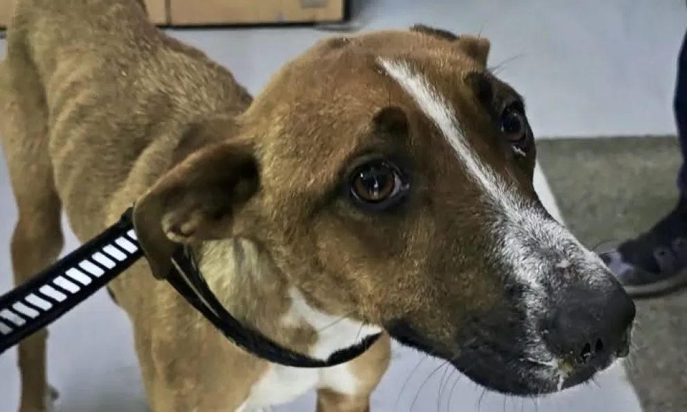 Sanidad Animal intervino tras una denuncia por maltrato y abandono de una perra. 