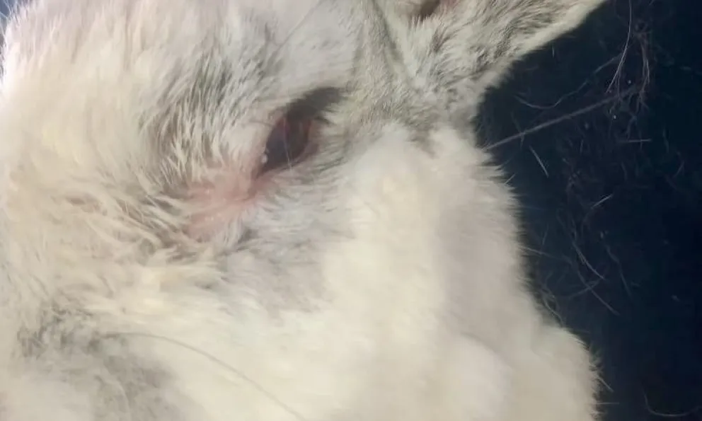 El conejo presentó un tumor extraño. 