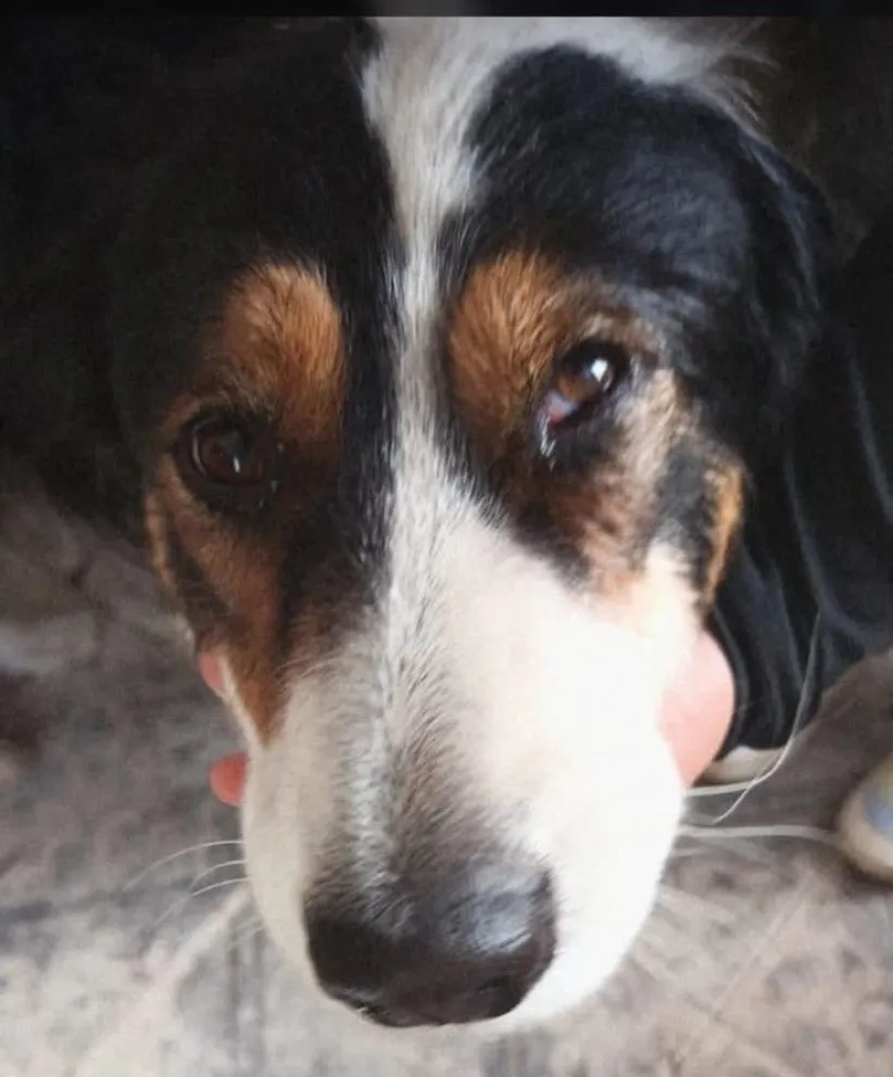 Buscan a una perrita que se escapó de su casa tras el incendio.