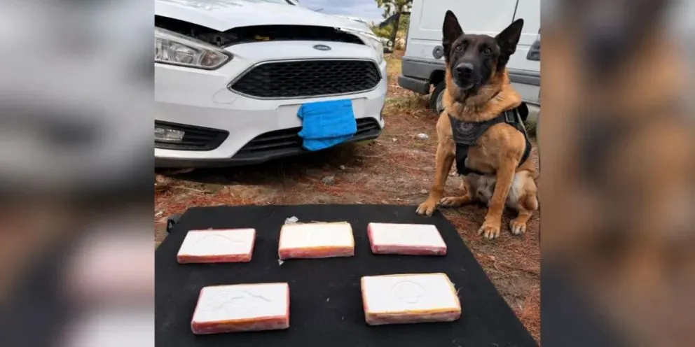 Máximo, el perro detector de estupefacientes, participó del operativo. Foto: Policía de Río Negro.