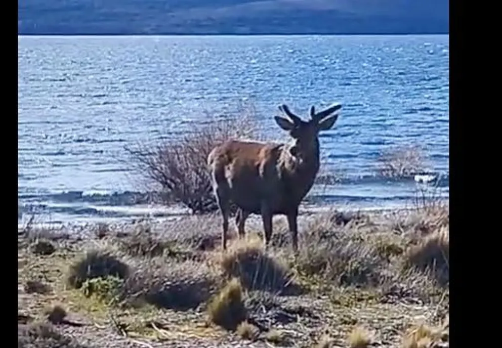 El avistamiento en Dina Huapi vuelve a mostrar la cercanía entre los ambientes naturales y las zonas habitadas de la región.