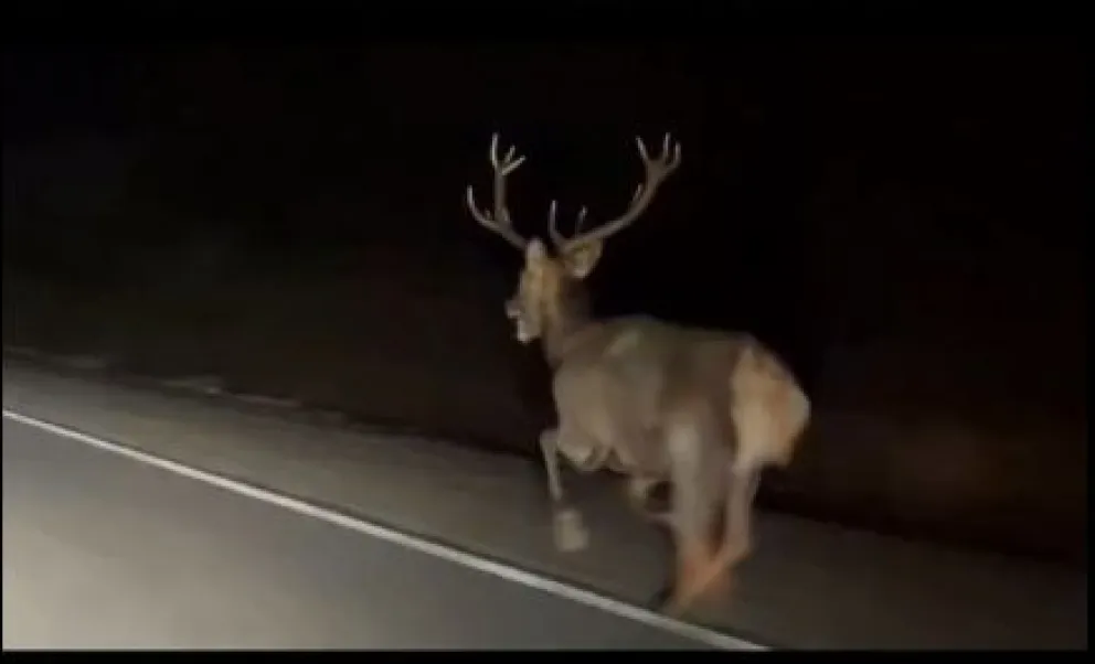 En las rutas patagónicas, la presencia de fauna puede generar situaciones inesperadas.